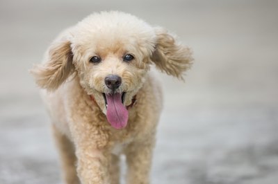 turbohampster/iStock/Getty Images The poodle's curly coat doesn't shed.