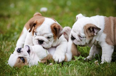 onetouchspark/iStock/Getty Images Cute puppy nips can turn into painful dog bites as they age.