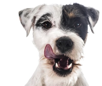 WilleeCole/iStock/Getty Images Stripping can give a terrier's coat a smoother appearance.