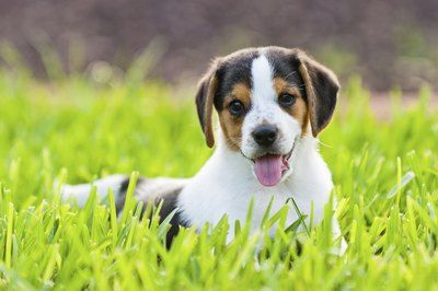 jbouma09/iStock/Getty Images A purebred beagle puppy will grow into a small to medium-size adult.