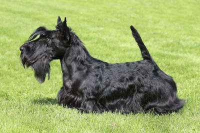 CaptureLight/iStock/Getty Images This Scottie shows off the classic breed outline.