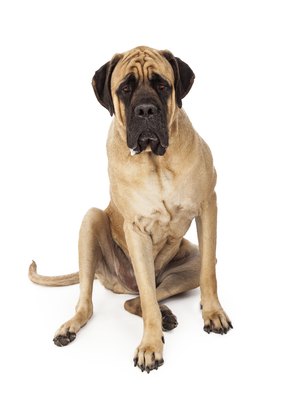 adogslifephoto/iStock/Getty Images The mastiff requires a strong hand.