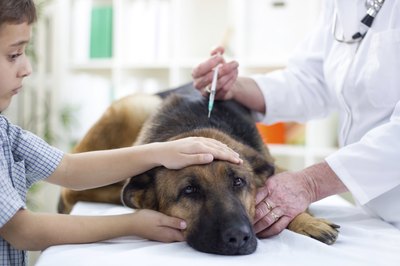 pyotr021/iStock/Getty Images Pasteur's rabies-infected rabbit tissues later rendered people and dogs immune with the development of the vaccine.
