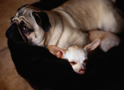 Ryan McVay/Photodisc/Getty Images Smelling each other is basically a doggy handshake.