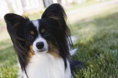 Jupiterimages/Stockbyte/Getty Images Papillons have large, erect ears.