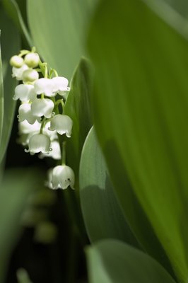 Jupiterimages/Photos.com/Getty Images Lily of the valley contains toxins that are dangerous for your pet.