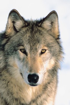 Jupiterimages/Photos.com/Getty Images Your pooch is strikingly similar to his closest relative.