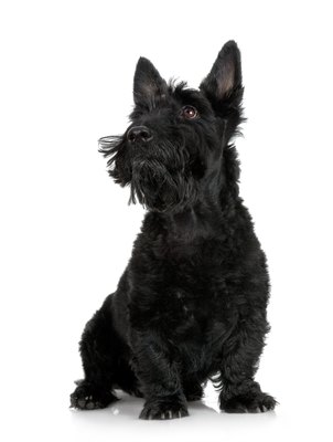 Jupiterimages/Photos.com/Getty Images The Scottish terrier, or "Scottie," is among the best-known bearded terriers.