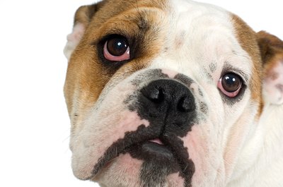 Jupiterimages/Photos.com/Getty Images "Keep an eye on any unusual licking behaviors I display."
