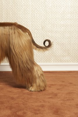 DTP/Digital Vision/Getty Images Carpet can hide some stinky stains and damaged floors underneath.