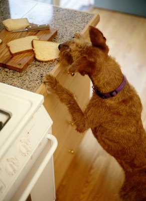 Ryan McVay/Photodisc/Getty Images Leaving food on counters is asking for trouble.