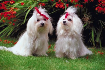 Jupiterimages/Photos.com/Getty Images White-haired dogs are especially susceptible to sunburn.