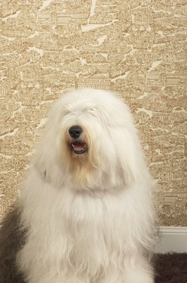 DTP/Digital Vision/Getty Images Bobtail is a nickname for the Old English sheepdog.