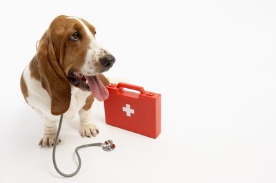 BananaStock/BananaStock/Getty Images Ensure your buddy's health in the case of an accident by having a doggie first-aid kit on hand.