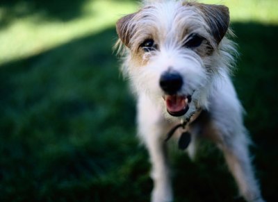 Ryan McVay/Photodisc/Getty Images Neutering can make it easier to correct problem behaviors.