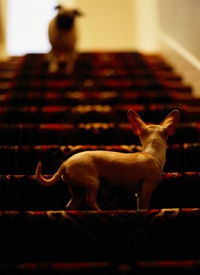 Ryan McVay/Photodisc/Getty Images If he's used to stairs, training shouldn't be a problem.