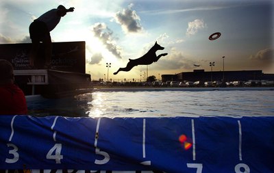 Mario Tama/Getty Images News/Getty Images Doberman Pinschers thrive best with vigorous, active lifestyles.