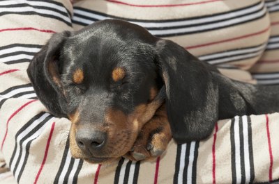 Szabolcs Takacs/iStock/Getty Images Despite his size, the dachshund is an ideal watchdog because of his strong bark.