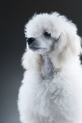 beronb/iStock/Getty Images Whether toy, miniature or standard, most poodles are smart, energetic companions.