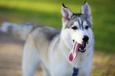 alexandrshevchenko/iStock/Getty Images The American Kennel Club recognizes the Siberian husky.