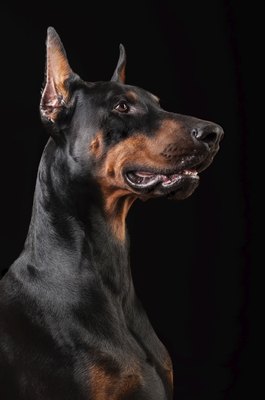 bekisha/iStock/Getty Images The Doberman's short hair is a disadvantage in some climates.