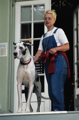 Ryan McVay/Photodisc/Getty Images Harlequin Great Danes may pass on merle genes to their offspring.