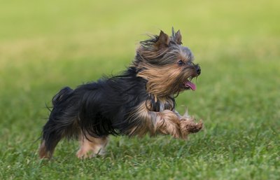 tsik/iStock/Getty Images Even though Yorkies are ideal apartment pets, they need daily outdoor exercise.