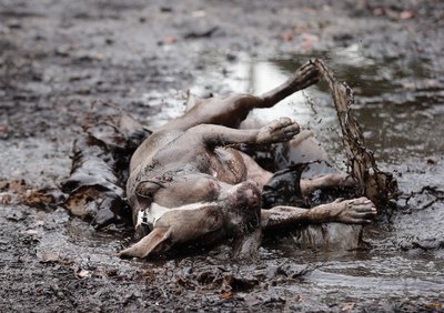 Bruce Bennett/Getty Images Entertainment/Getty Images Get the benefits of a roll in the mud without the mess.