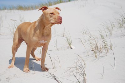 Jesse DeGraff/iStock/Getty Images Pit bulls behavior is largely driven by genetics, socialization and training.
