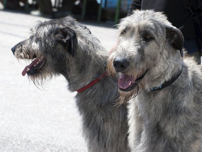 Vrabelpeter1/iStock/Getty Images Families with very tall dogs often find lifestyle adjustments helpful.