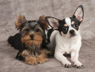 KonstantinGushcha/iStock/Getty Images You won't mistake a teacup Yorkie for a teacup Chihuahua based on his looks alone.