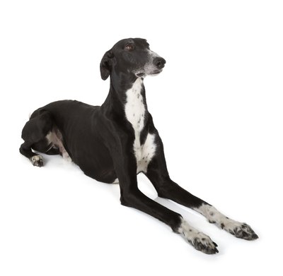 Silense/iStock/Getty Images Greyhounds are not only the fastest dog breed, but also one of the oldest.
