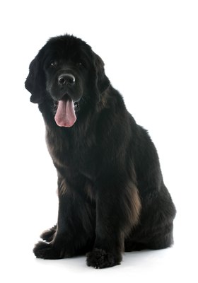 cynoclub/iStock/Getty Images Not quite as big as the mastiff, the Newfoundland is still a big boy.