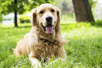 sanjagrujic/iStock/Getty Images A retriever's devotion and playfulness make him a beloved family pet.