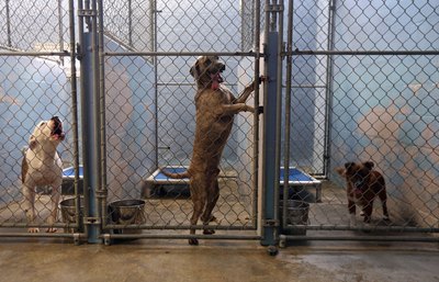 John Moore/Getty Images News/Getty Images Leaving yourself time will help prevent you from having to surrender your dog to a kill shelter.