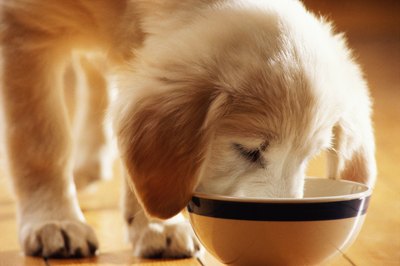 Jupiterimages/liquidlibrary/Getty Images All-in-one meatloaf makes good puppy supper.
