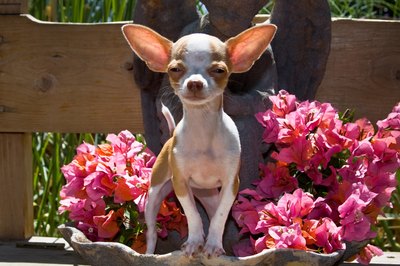 Jupiterimages/Polka Dot/Getty Images Fido finds flowers fun to frolic in.