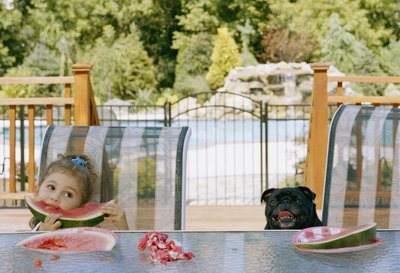 Janie Airey/Lifesize/Getty Images Your pup may eat better than you when trying various alternative diets.