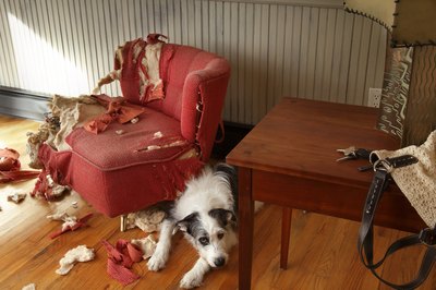 Jupiterimages/Brand X Pictures/Getty Images When your dog reverts to puppy behavior, find the source of his angst.