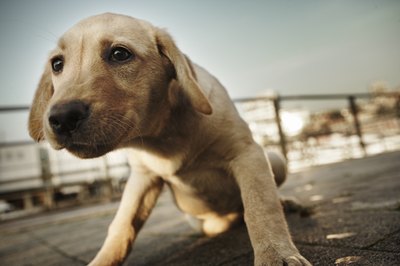 Jupiterimages/Photos.com/Getty Images There's usually a medical reason for your dog to rub his backside.