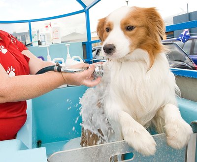 Ryan McVay/Photodisc/Getty Images Condition your dog with oatmeal to promote a soft, full coat.