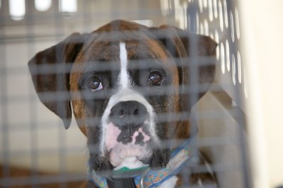 Apple Tree House/Lifesize/Getty Images Properly crate-trained dogs are better behaved.