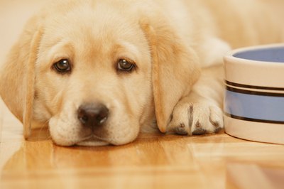 Jupiterimages/PhotoObjects.net/Getty Images Introduce puppies to solid foods by using soft gruel.