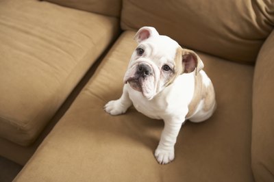 Thomas Northcut/Digital Vision/Getty Images With permission, your puppy can enjoy the couch just like you do.