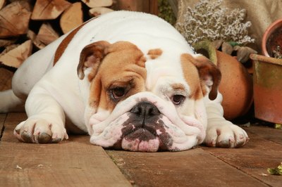 Chris Amaral/Digital Vision/Getty Images He'll keep you company on the couch or at the park.