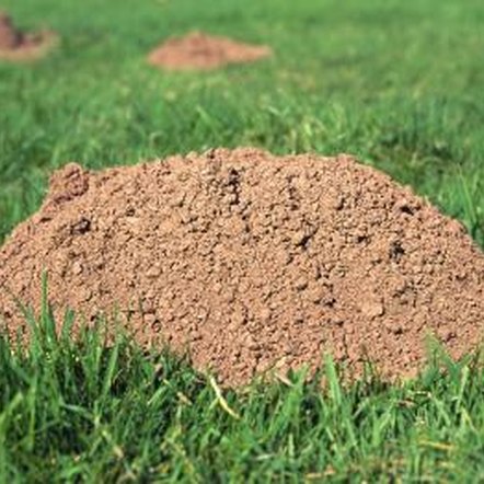 Above+Ground+Moles You don't often see moles above ground, but you can see their ...