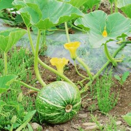 A Watermelon Vine Turning Yellow | Home Guides | SF Gate