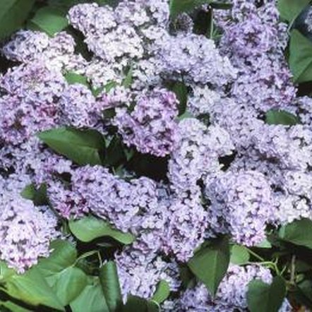 New Varieties of Dwarf Lilac | Home Guides | SF Gate