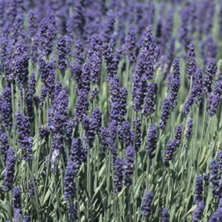 how to trim back a large lavender plant home guides sf gate how to trim back a large lavender plant home guides sf gate