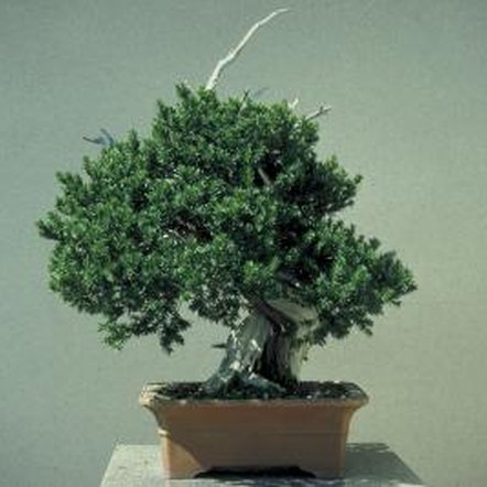 java moss bonsai tree